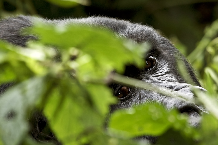 experience the best of Rwanda