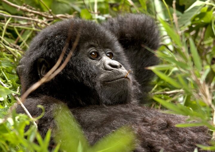 how to choose the right gorilla trekking tour
