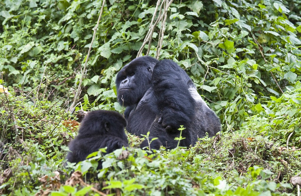 minimum age for gorilla trekking