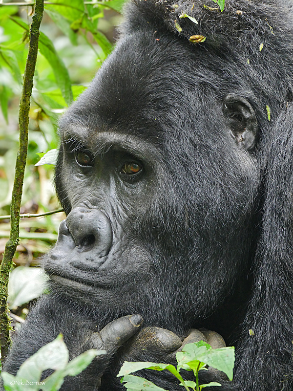 Why You Should Plan to Do Gorilla Habituation Experience