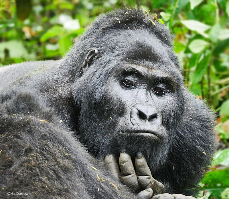 Gorilla Safari discounts