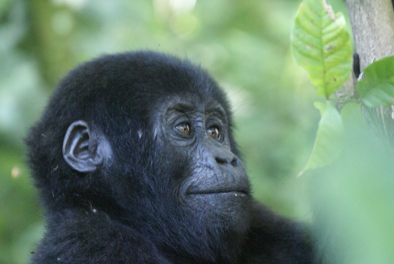 New baby gorilla
