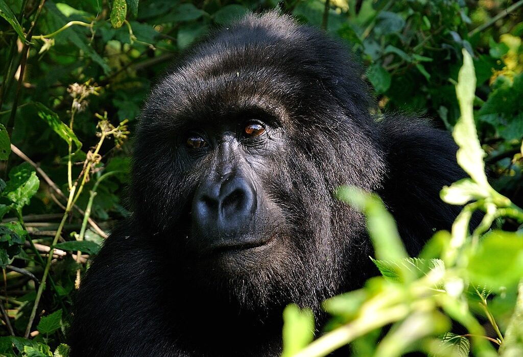 Are Mountain Gorillas Dangerous ?