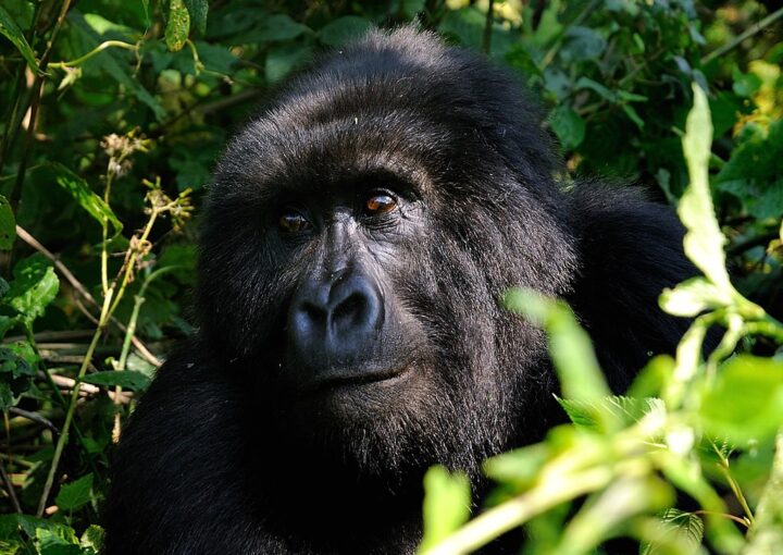 Are Mountain Gorillas Dangerous ?