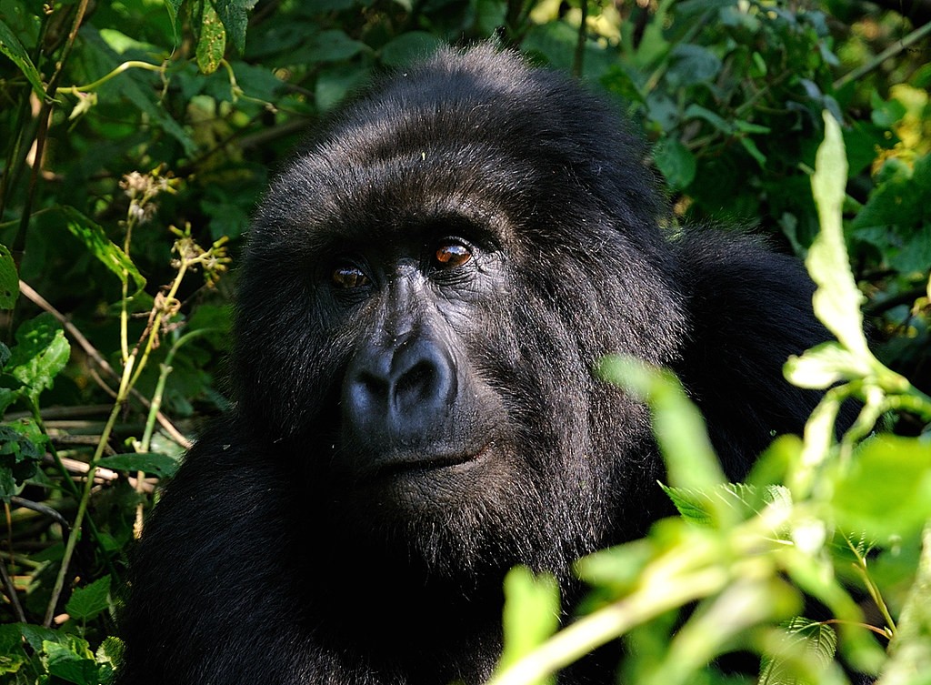 Are Mountain Gorillas Dangerous ?