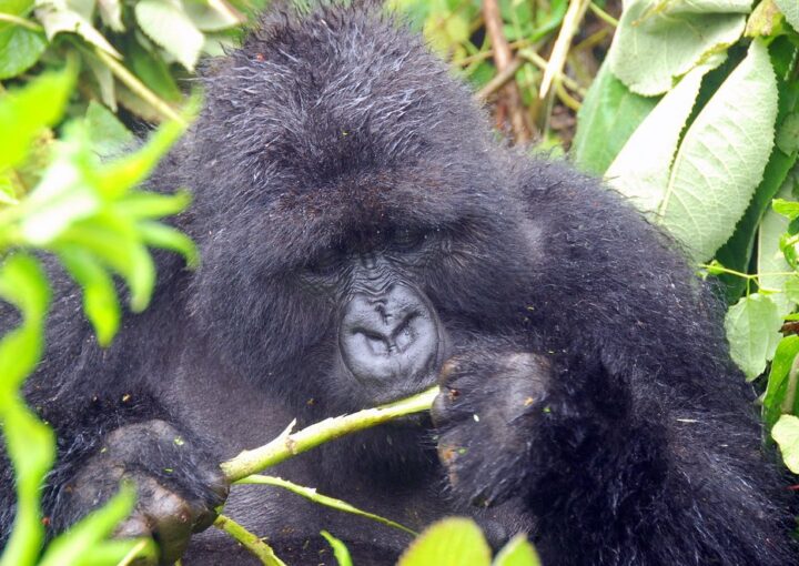​Are Mountain Gorillas Herbivores?