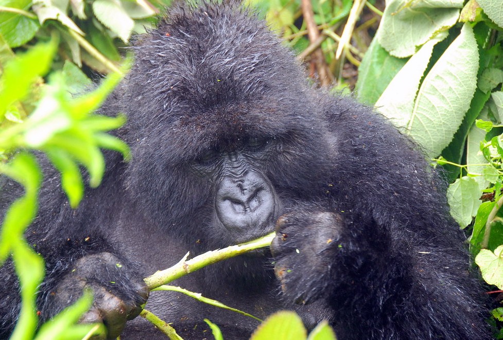 ​Are Mountain Gorillas Herbivores?