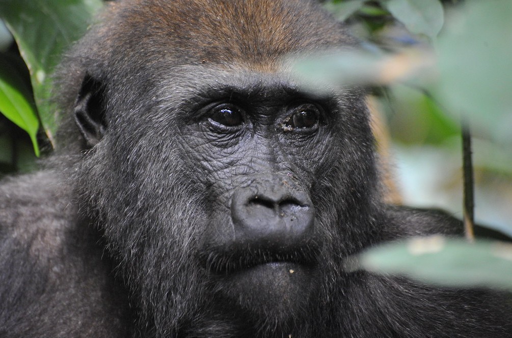 Are mountain gorillas aggressive
