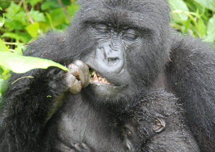Are mountain gorillas friendly?