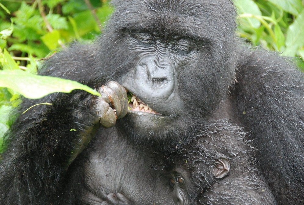 Are mountain gorillas friendly?