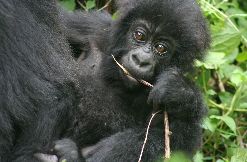 Are mountain gorillas still endangered ?