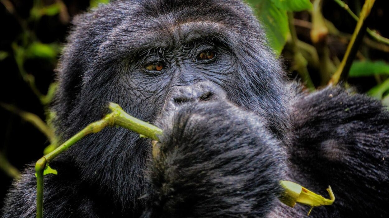 Are mountain gorillas vegetarian