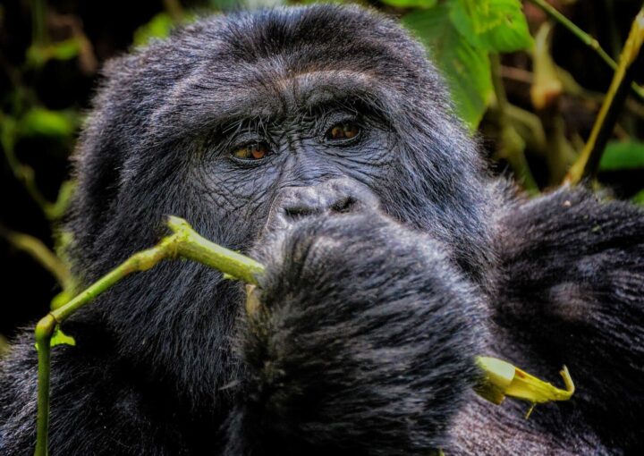 Are mountain gorillas vegetarian