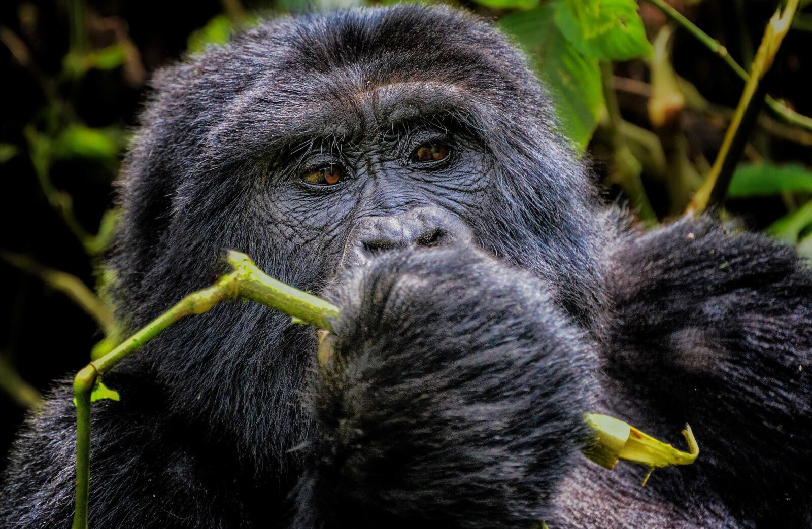 Are mountain gorillas vegetarian