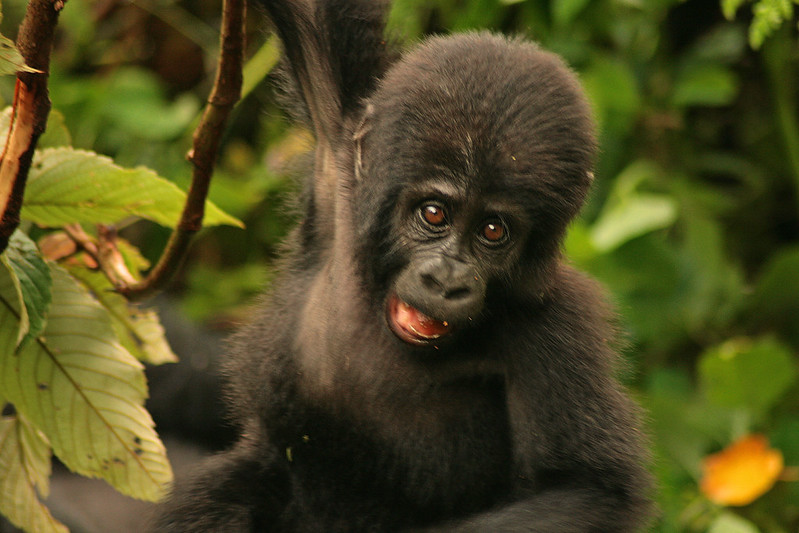 Christmas gorilla safari