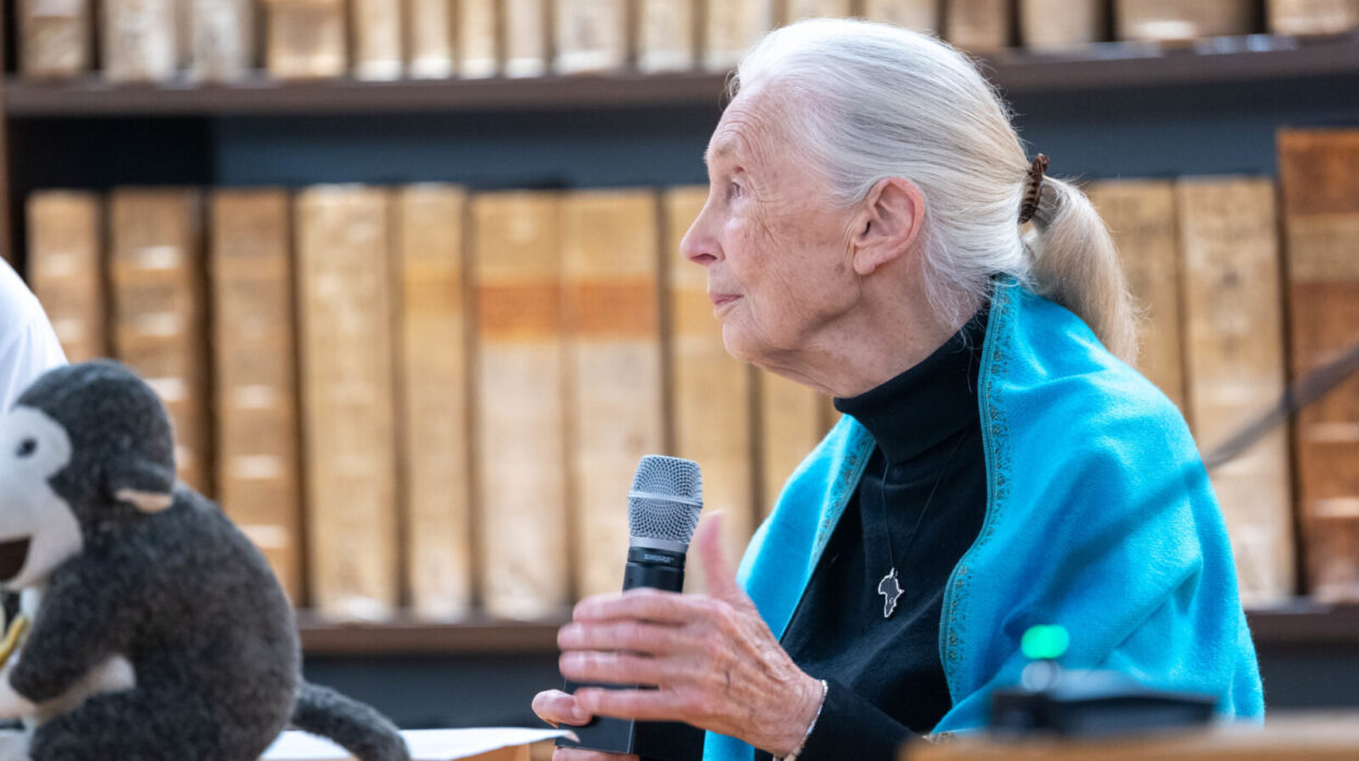 Mountain gorillas and Jane Goodall