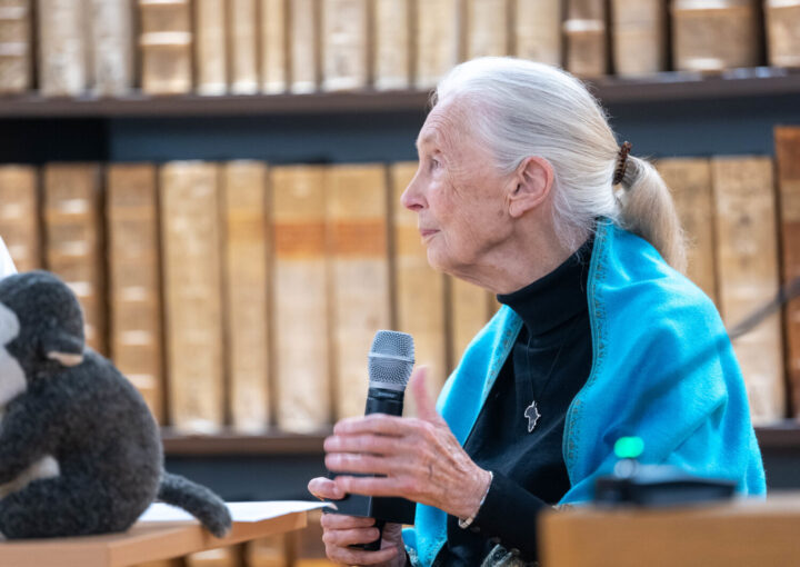 Mountain gorillas and Jane Goodall