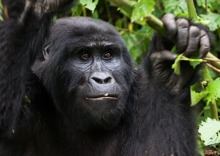 African mountain gorillas