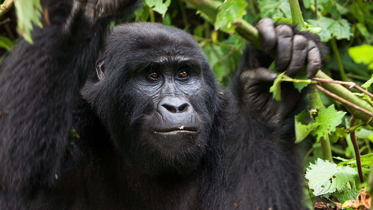 African mountain gorillas
