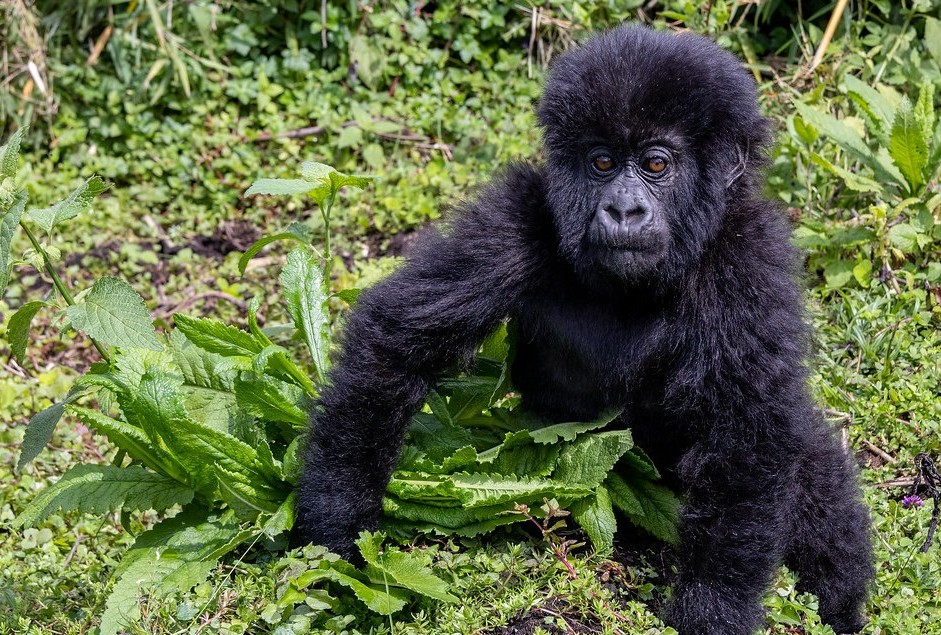 Are there mountain gorillas in Uganda?