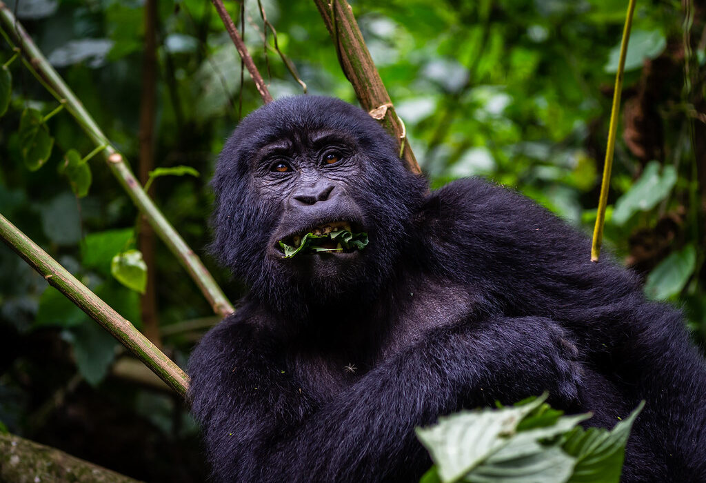 Best country to see mountain gorillas