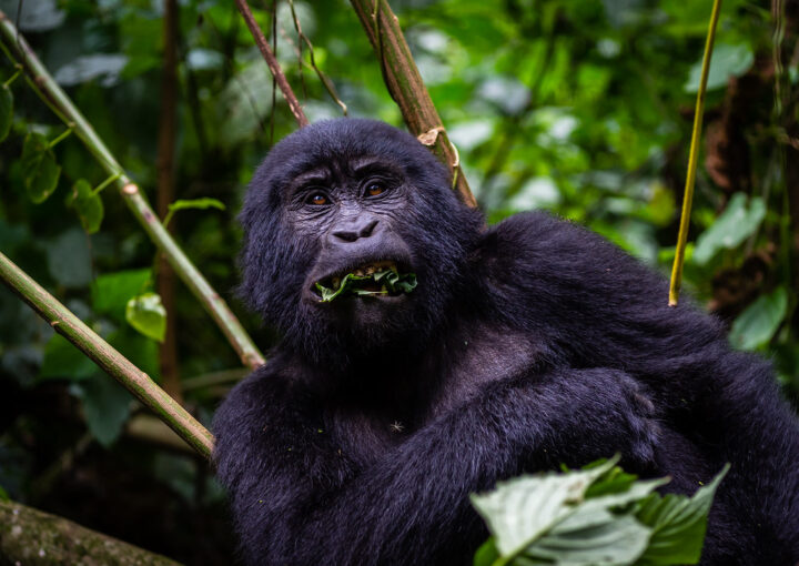 Best country to see mountain gorillas
