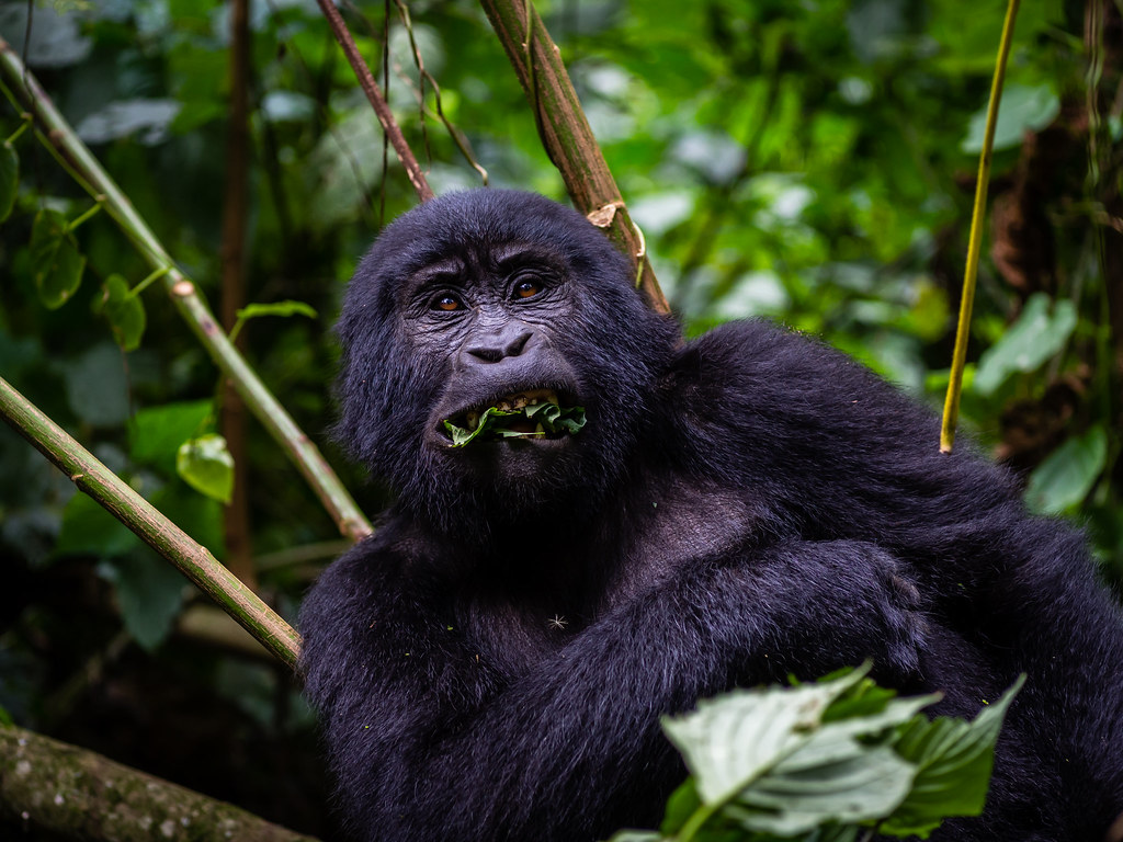 Best country to see mountain gorillas