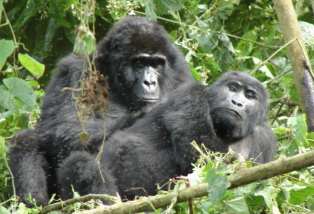 Best place to see mountain gorillas