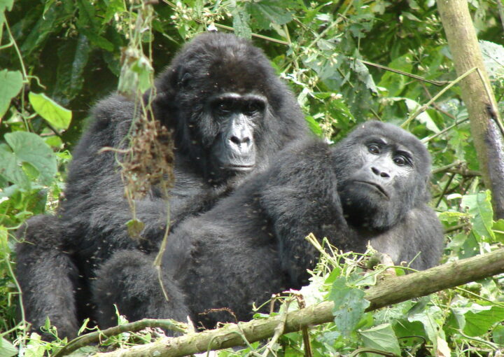 Best place to see mountain gorillas
