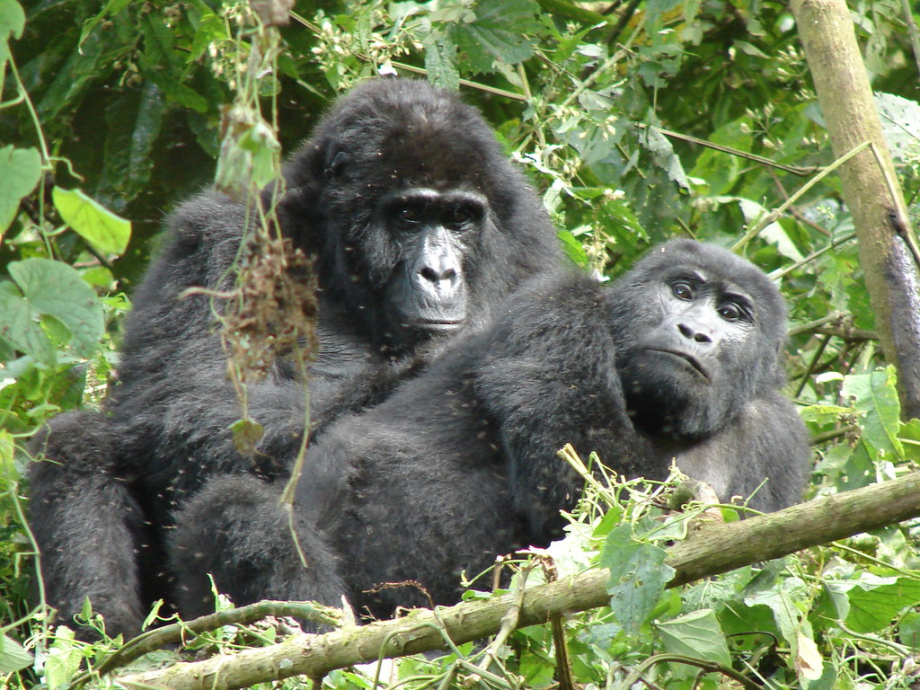 Best place to see mountain gorillas