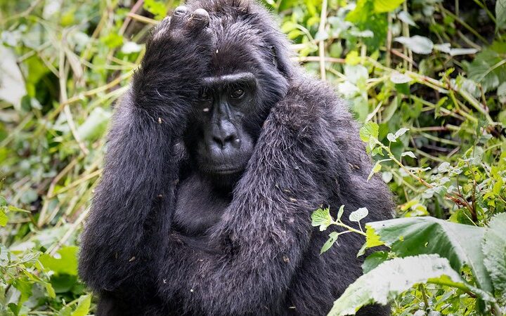 Bwindi Forest Mountain gorillas