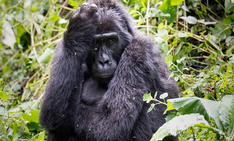 Bwindi Forest Mountain gorillas