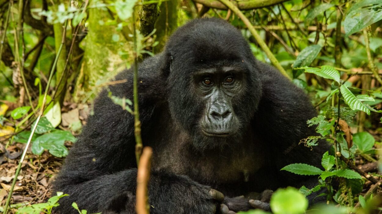 David Attenborough on Mountain Gorillas