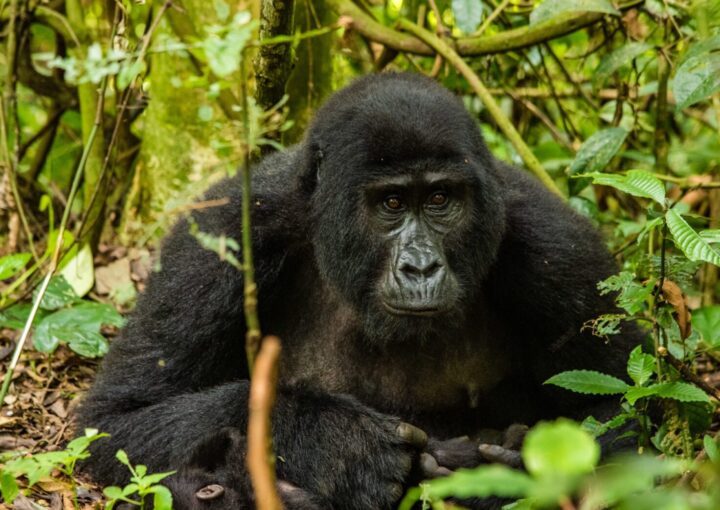 David Attenborough on Mountain Gorillas