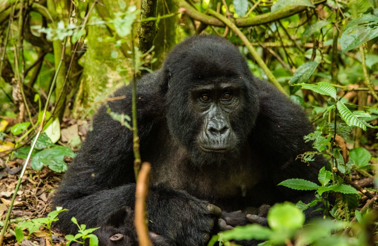 David Attenborough on Mountain Gorillas