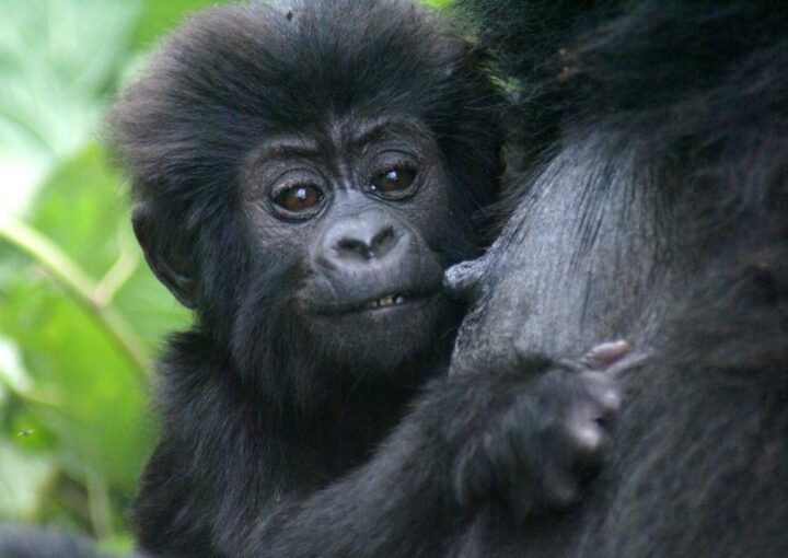 Game park famous for mountain gorillas