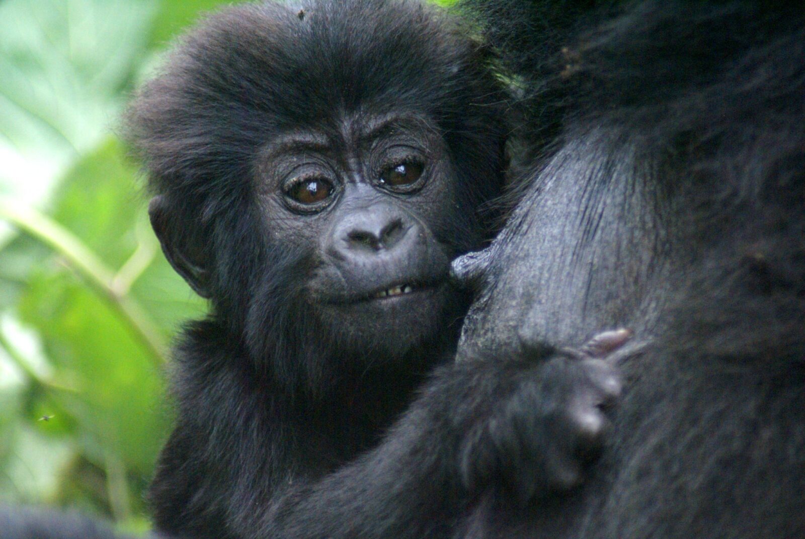 Game park famous for mountain gorillas