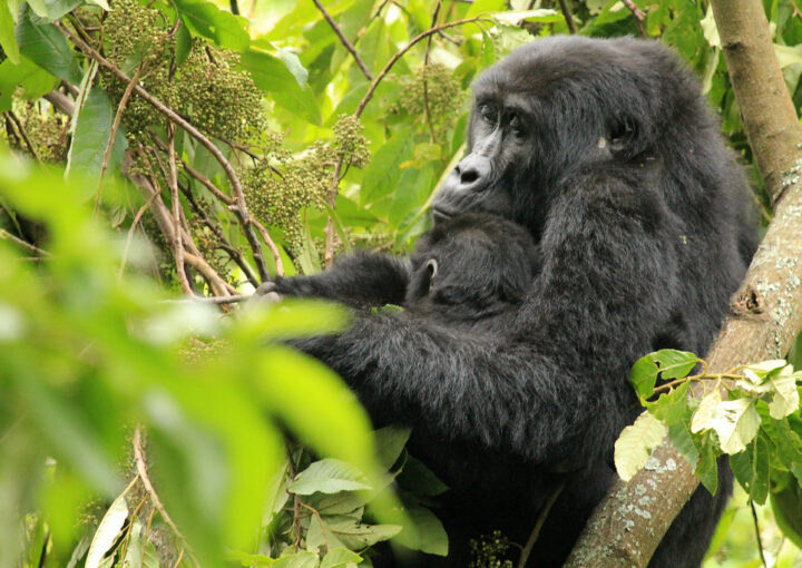 Mountain Gorillas Characteristics