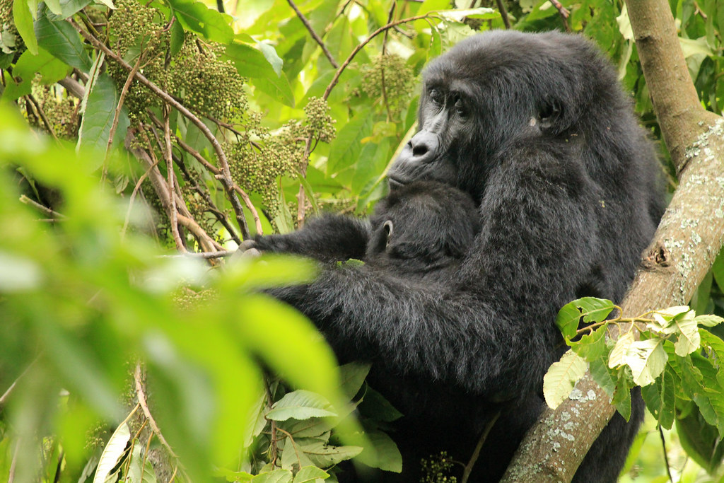 Mountain Gorillas Characteristics