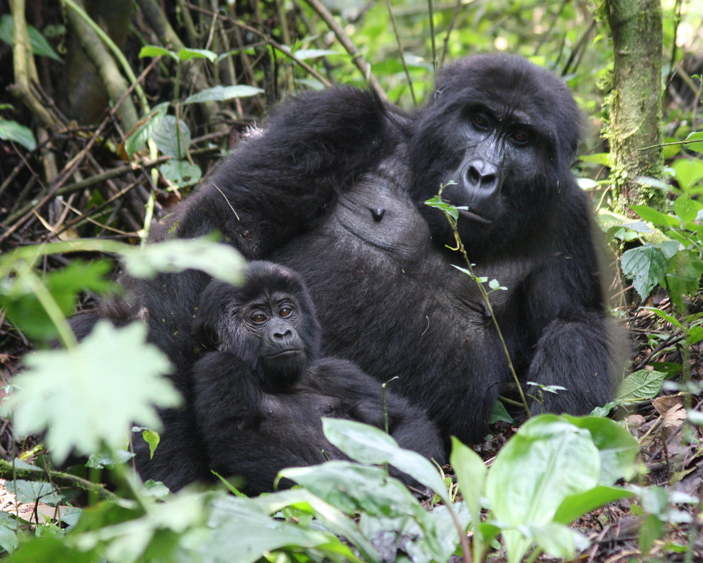Mountain gorilla habitat in Africa