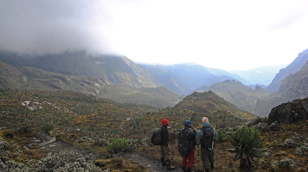 Rwenzori vs Kilimanjaro