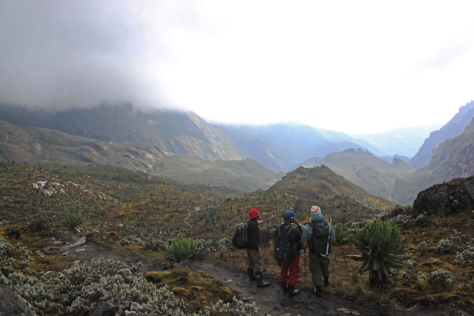 Rwenzori vs Kilimanjaro