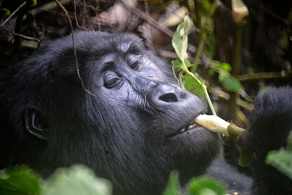 What do gorillas eat?